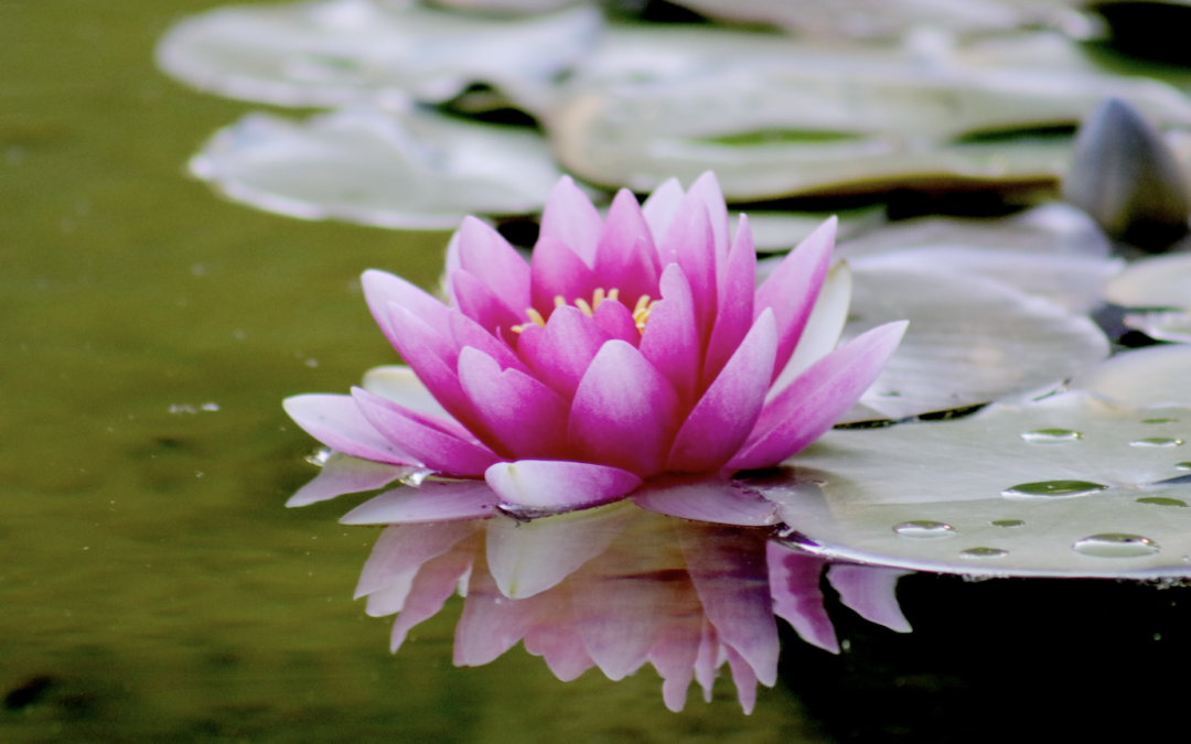 Welcome to the Year of the Fire Horse