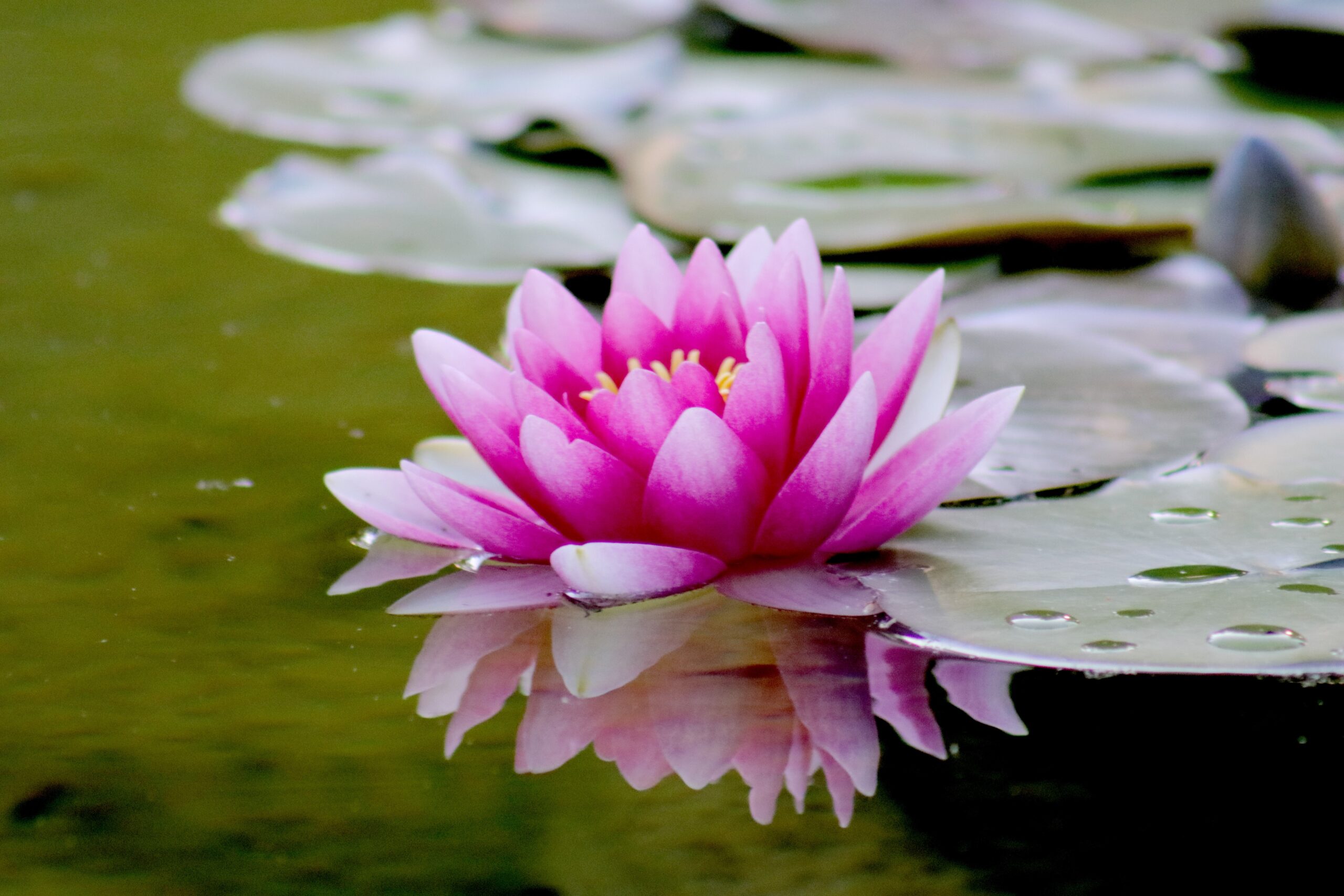 New Beginnings Are Here – How Will You Lead Yourself?